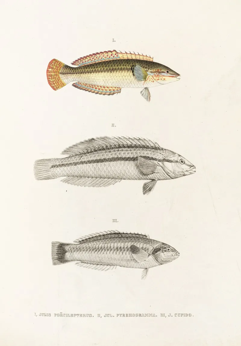 Fauna Japonica Pl 103 Wall Art by Philipp Franz Balthasar von Siebold - High-Resolution Digital Print