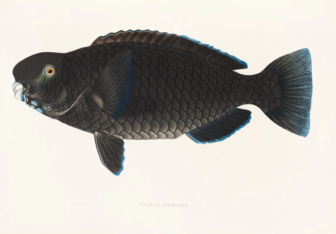 Fauna Japonica Pl 105 Wall Art by Philipp Franz Balthasar von Siebold - High-Resolution Digital Print