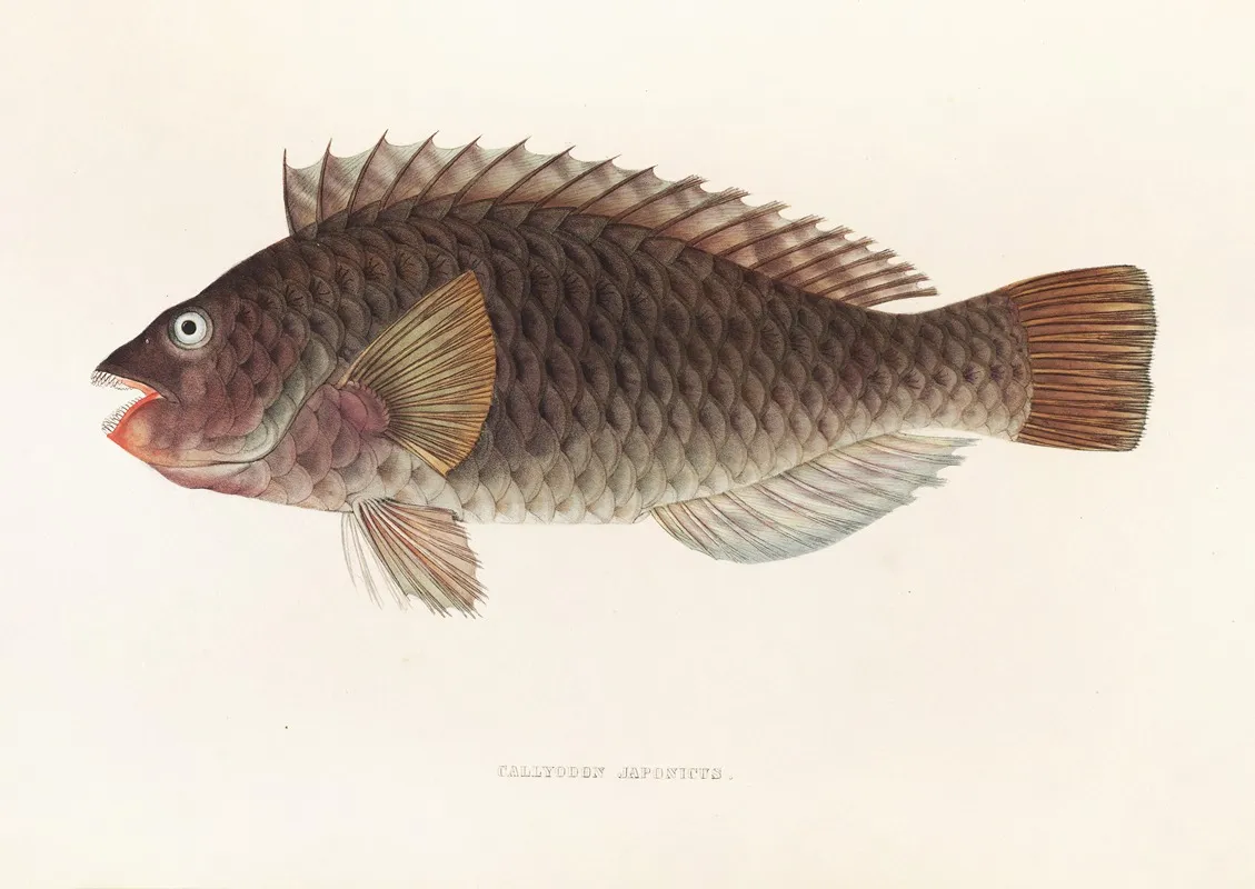 Fauna Japonica Pl 106 Wall Art by Philipp Franz Balthasar von Siebold - High-Resolution Digital Print