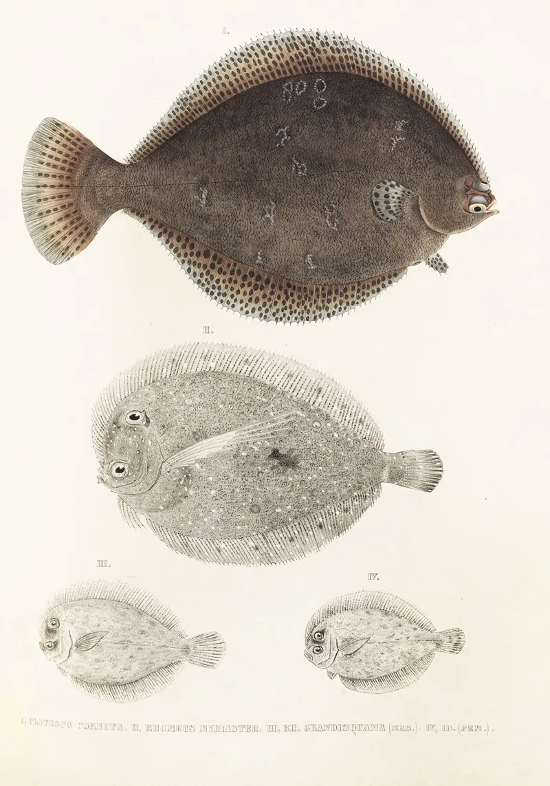 Fauna Japonica Pl 109 Wall Art by Philipp Franz Balthasar von Siebold - High-Resolution Digital Print