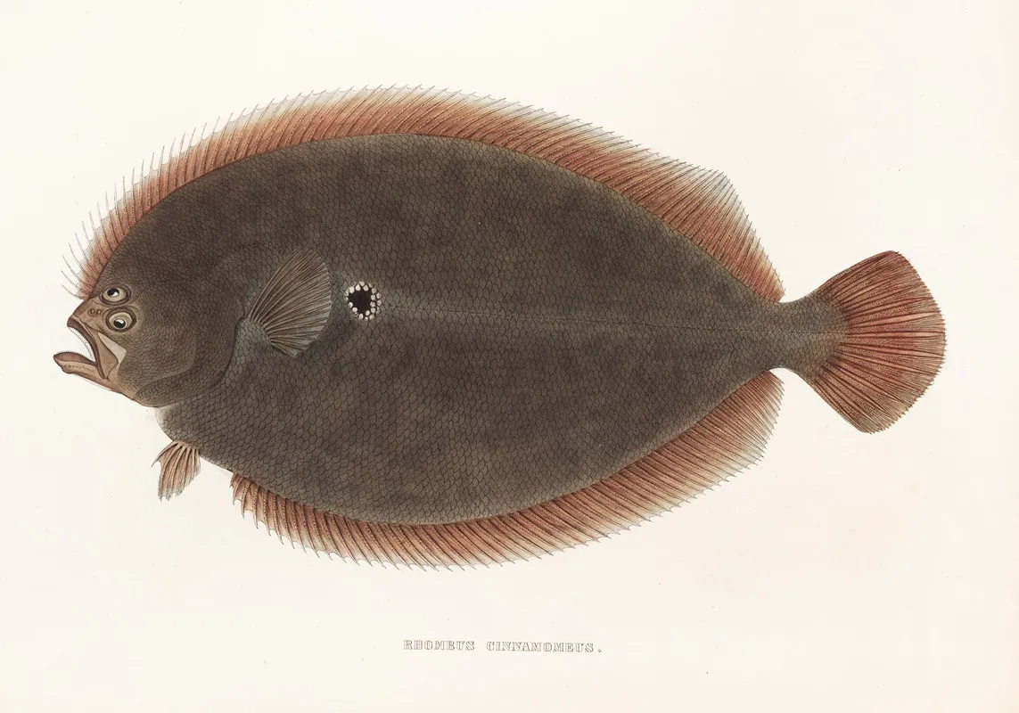 Fauna Japonica Pl 110 Wall Art by Philipp Franz Balthasar von Siebold - High-Resolution Digital Print