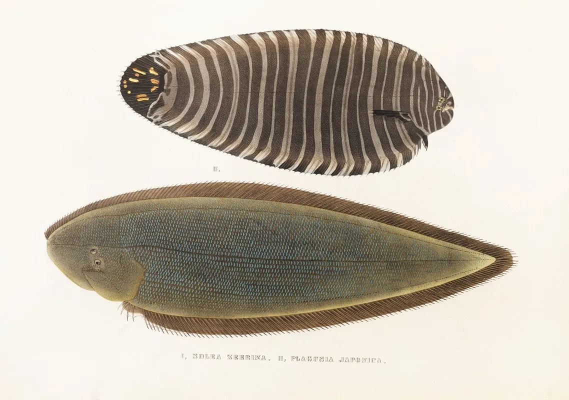 Fauna Japonica Pl 112 Wall Art by Philipp Franz Balthasar von Siebold - High-Resolution Digital Print