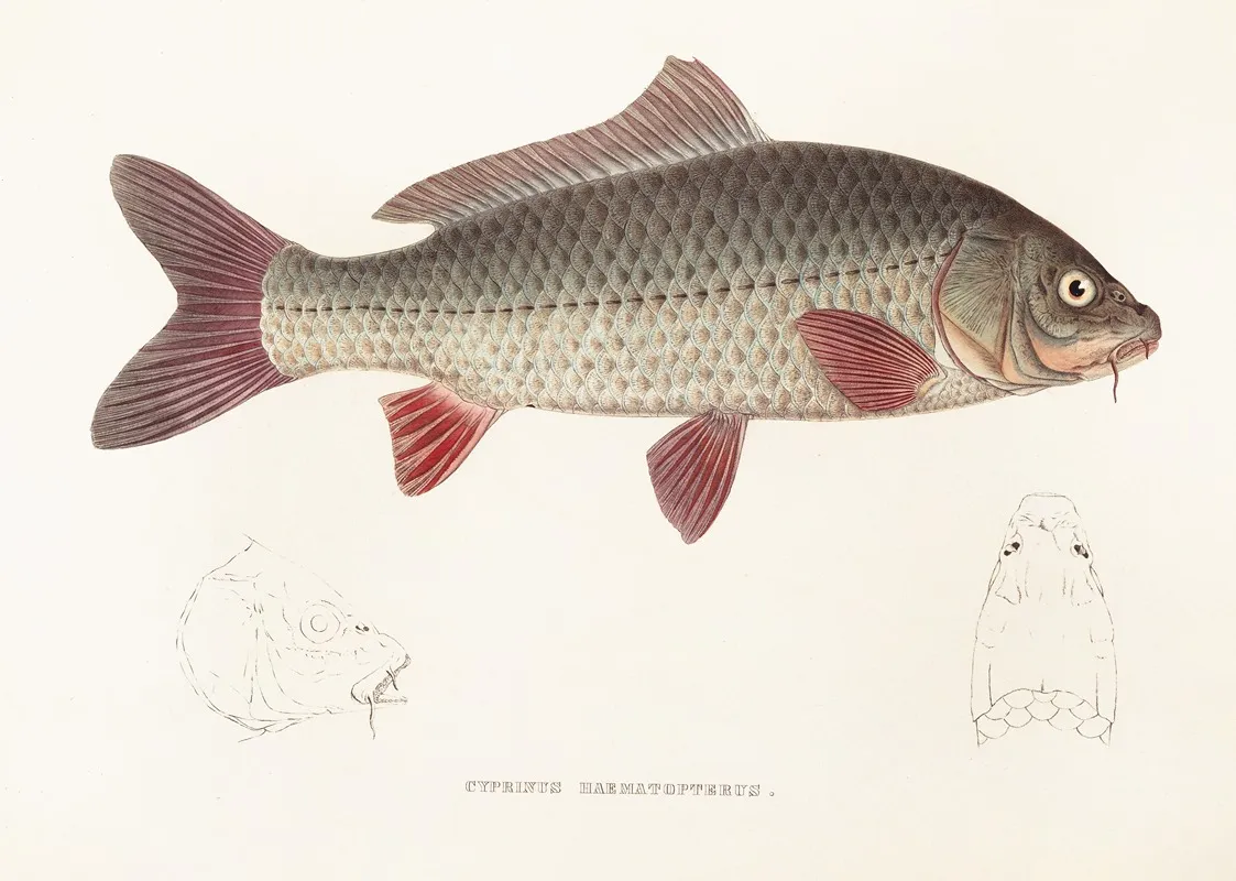 Fauna Japonica Pl 113 Wall Art by Philipp Franz Balthasar von Siebold - High-Resolution Digital Print