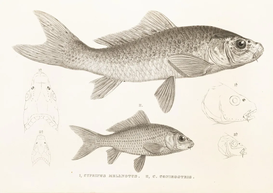 Fauna Japonica Pl 114 Wall Art by Philipp Franz Balthasar von Siebold - High-Resolution Digital Print