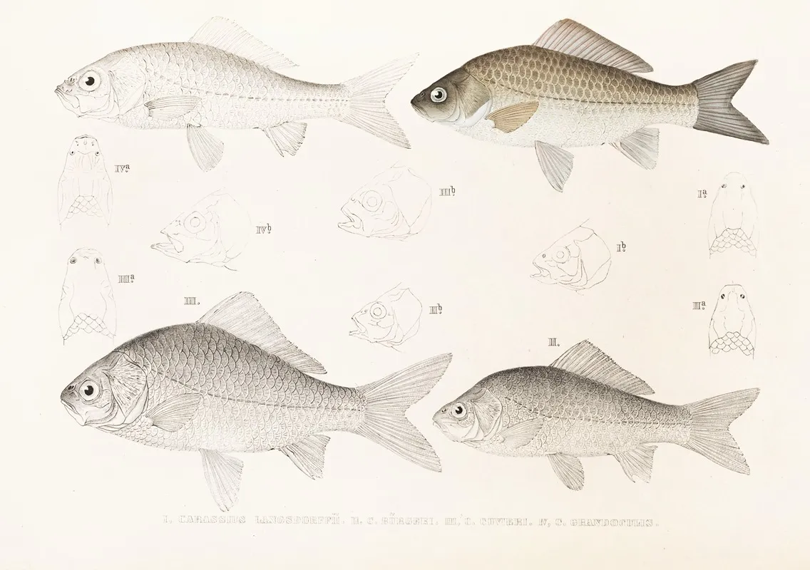 Fauna Japonica Pl 115 Wall Art by Philipp Franz Balthasar von Siebold - High-Resolution Digital Print