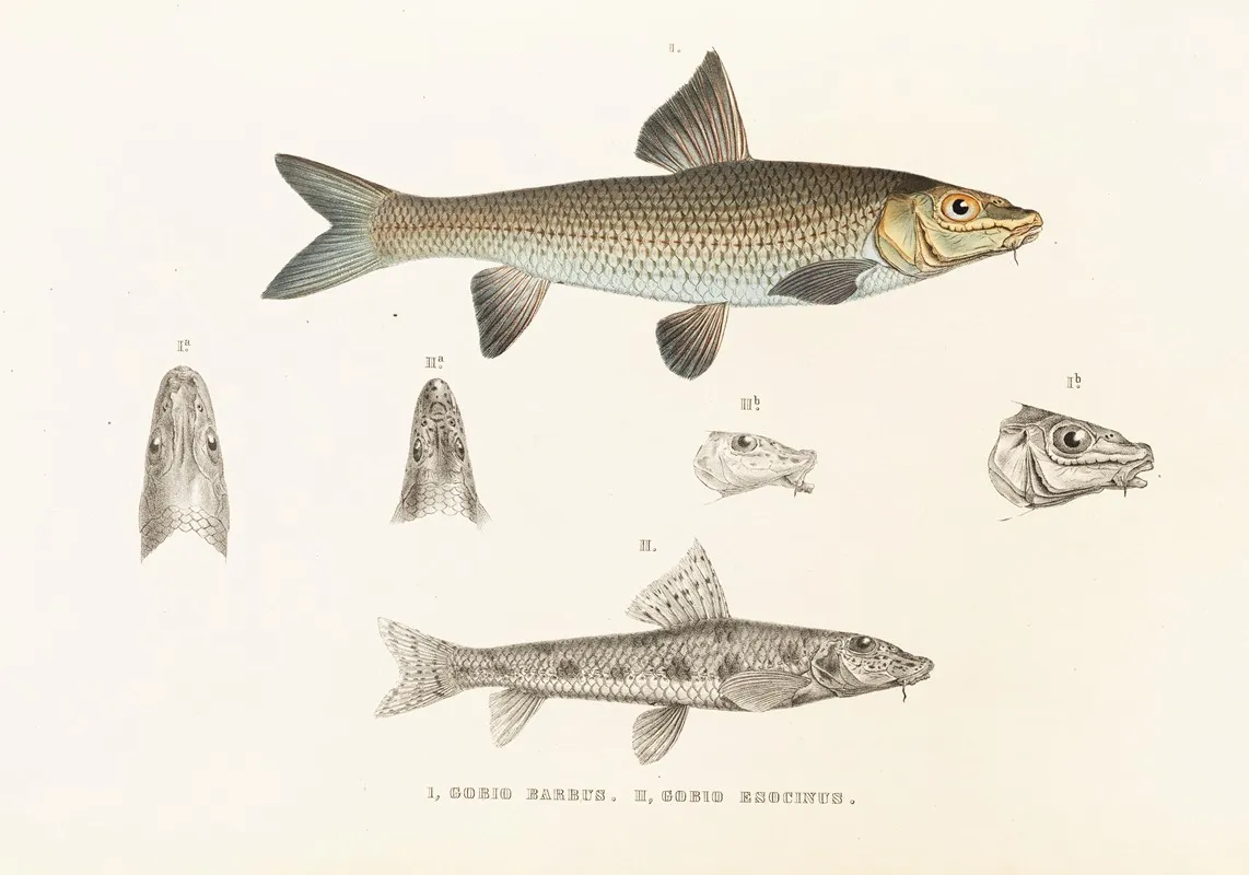 Fauna Japonica Pl 116 Wall Art by Philipp Franz Balthasar von Siebold - High-Resolution Digital Print