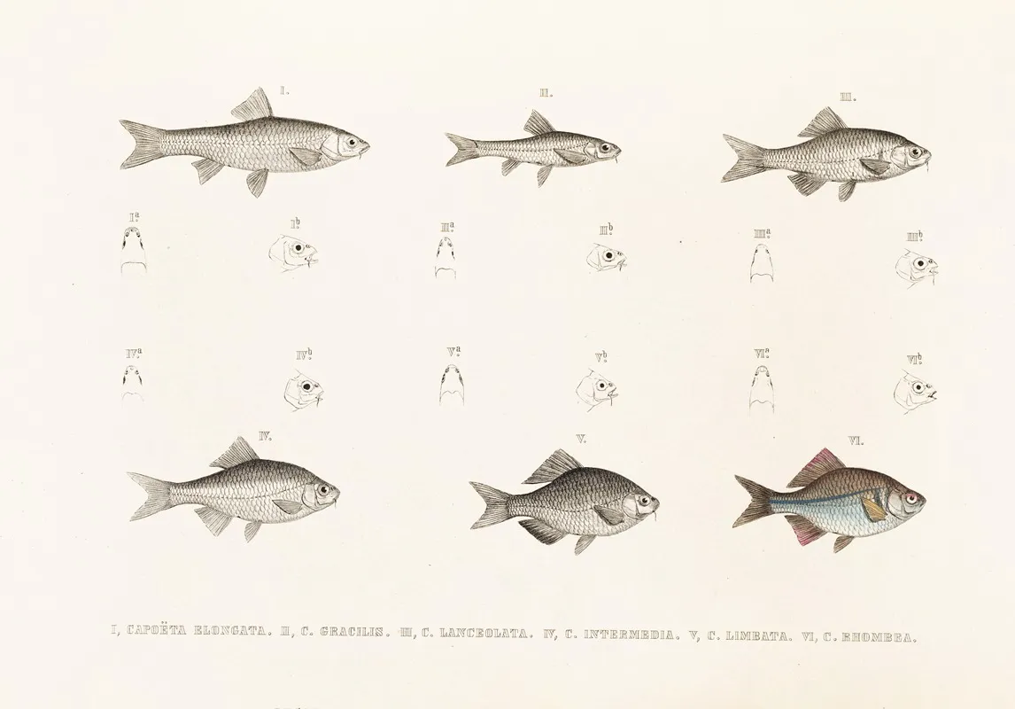 Fauna Japonica Pl 117 Wall Art by Philipp Franz Balthasar von Siebold - High-Resolution Digital Print
