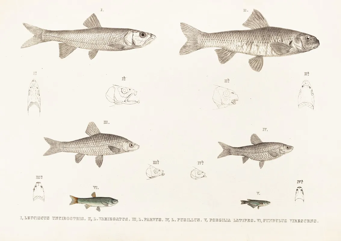 Fauna Japonica Pl 119 Wall Art by Philipp Franz Balthasar von Siebold - High-Resolution Digital Print