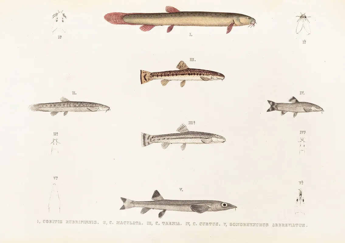 Fauna Japonica Pl 120 Wall Art by Philipp Franz Balthasar von Siebold - High-Resolution Digital Print