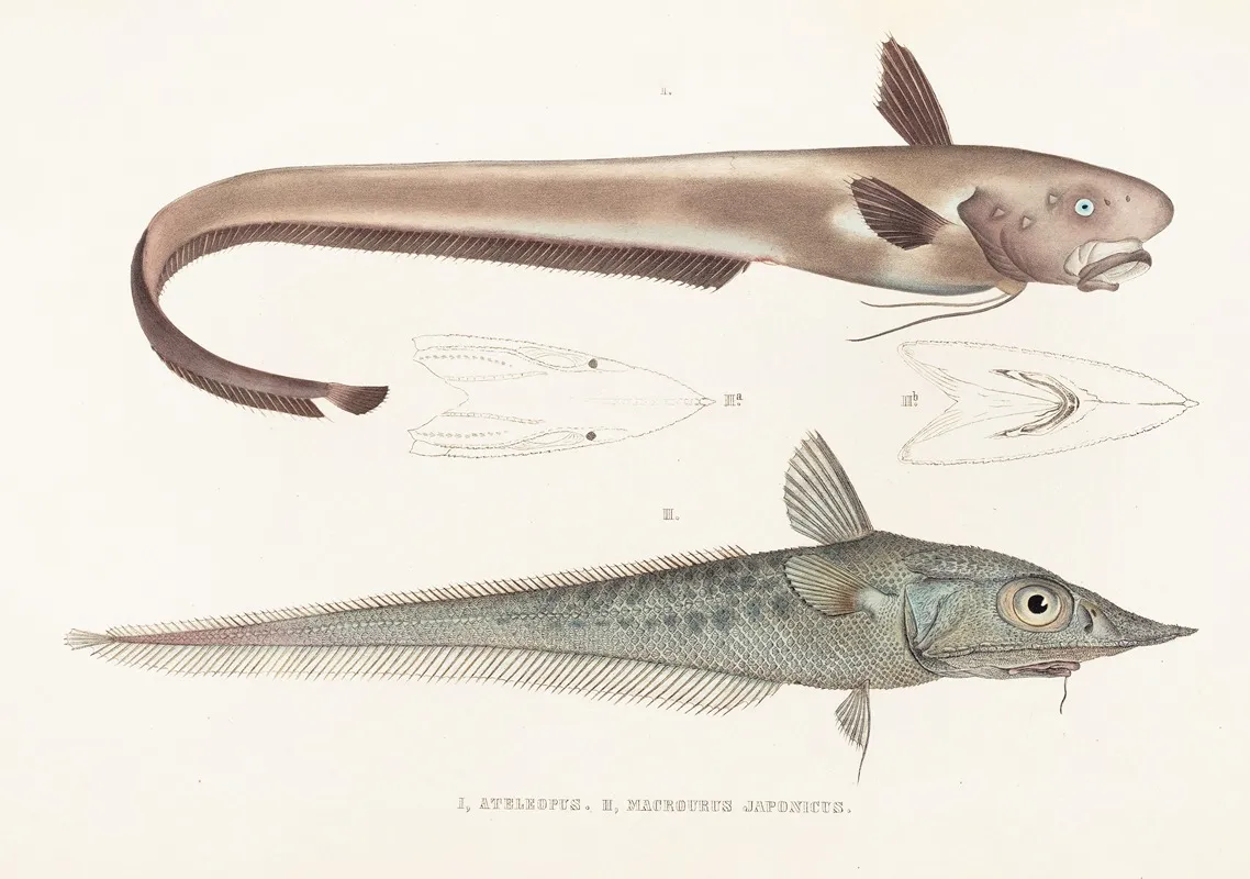 Fauna Japonica Pl 129 Wall Art by Philipp Franz Balthasar von Siebold - High-Resolution Digital Print