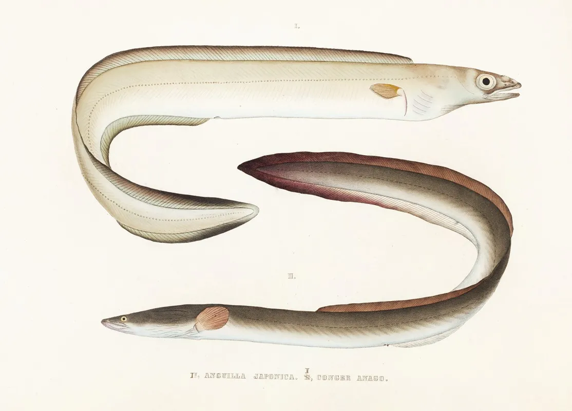 Fauna Japonica Pl 130 Wall Art by Philipp Franz Balthasar von Siebold - High-Resolution Digital Print