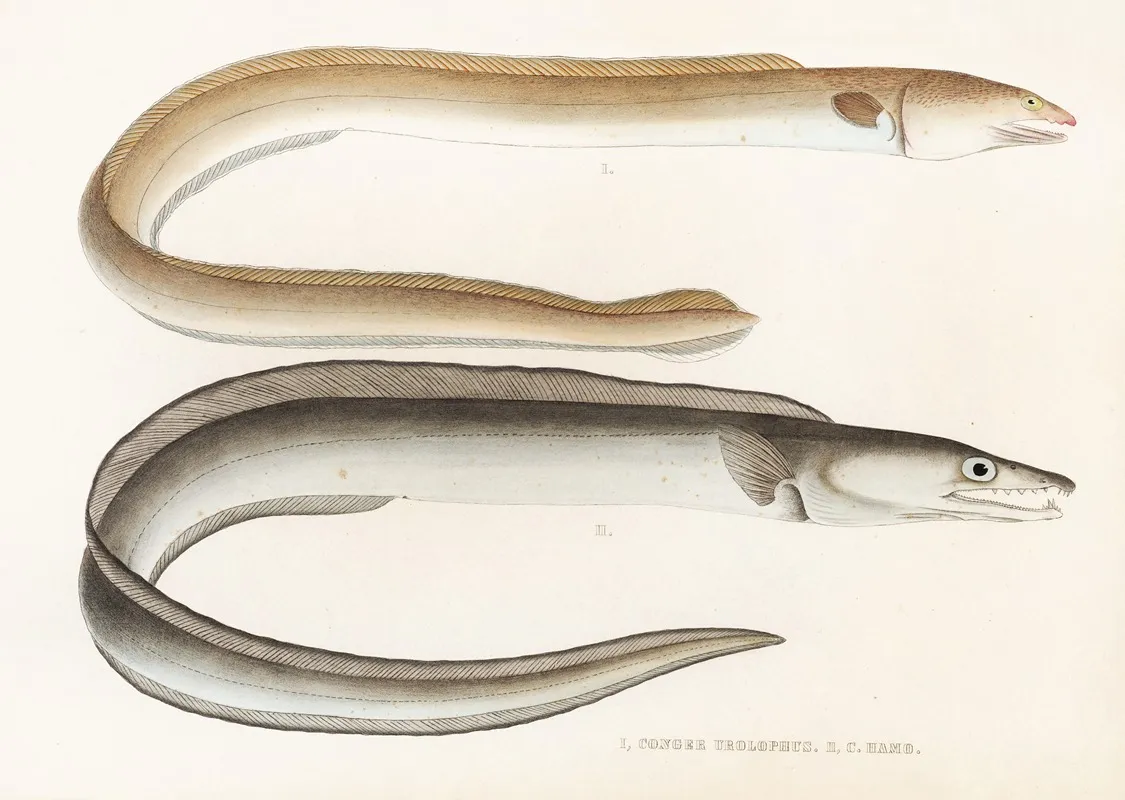 Fauna Japonica Pl 131 Wall Art by Philipp Franz Balthasar von Siebold - High-Resolution Digital Print