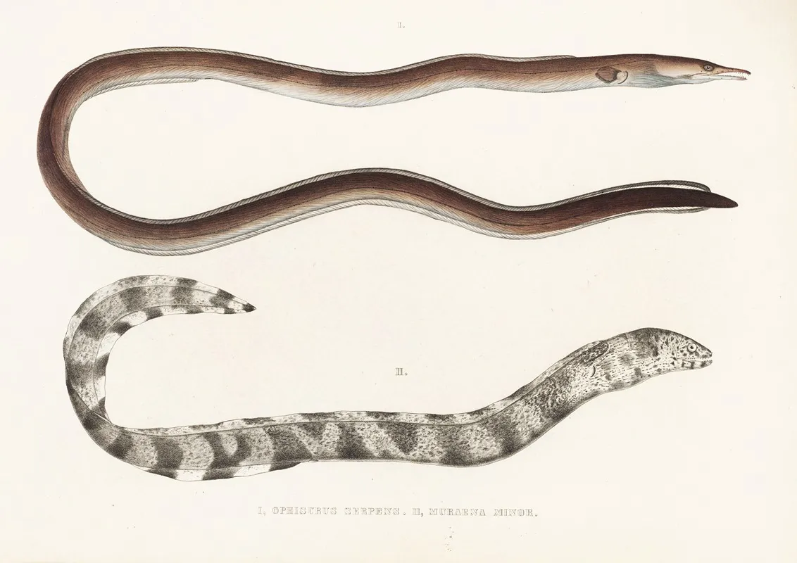 Fauna Japonica Pl 132 Wall Art by Philipp Franz Balthasar von Siebold - High-Resolution Digital Print