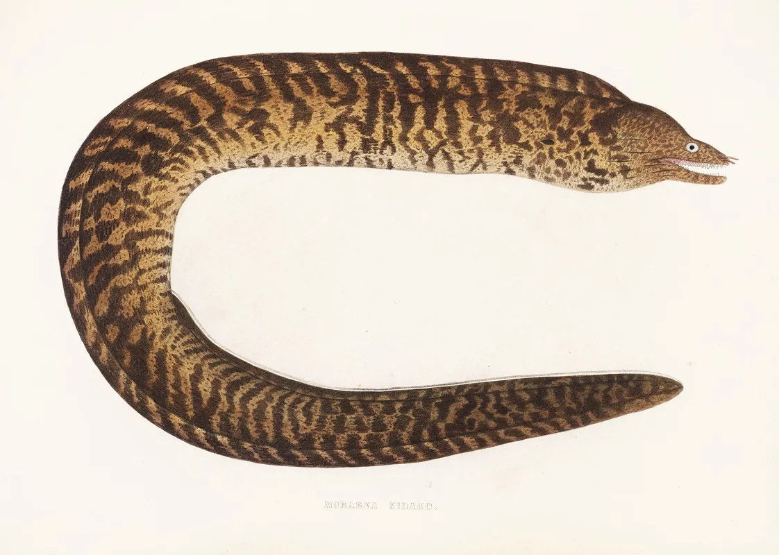 Fauna Japonica Pl 134 Wall Art by Philipp Franz Balthasar von Siebold - High-Resolution Digital Print