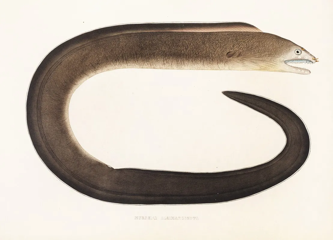 Fauna Japonica Pl 135 Wall Art by Philipp Franz Balthasar von Siebold - High-Resolution Digital Print