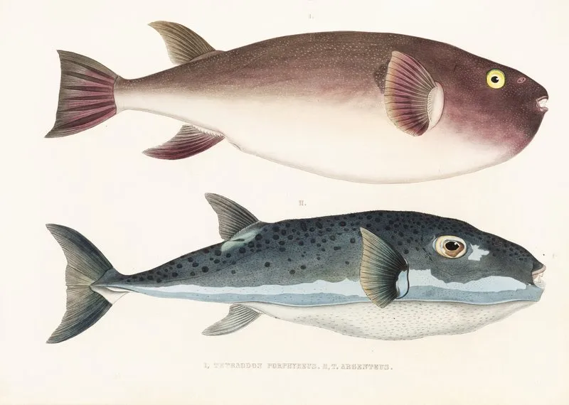 Fauna Japonica Pl 138 Wall Art by Philipp Franz Balthasar von Siebold - High-Resolution Digital Print
