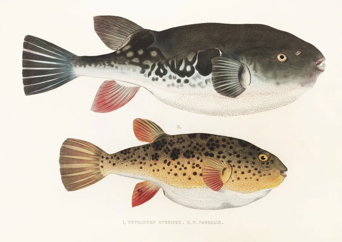 Fauna Japonica Pl 140 Wall Art by Philipp Franz Balthasar von Siebold - High-Resolution Digital Print