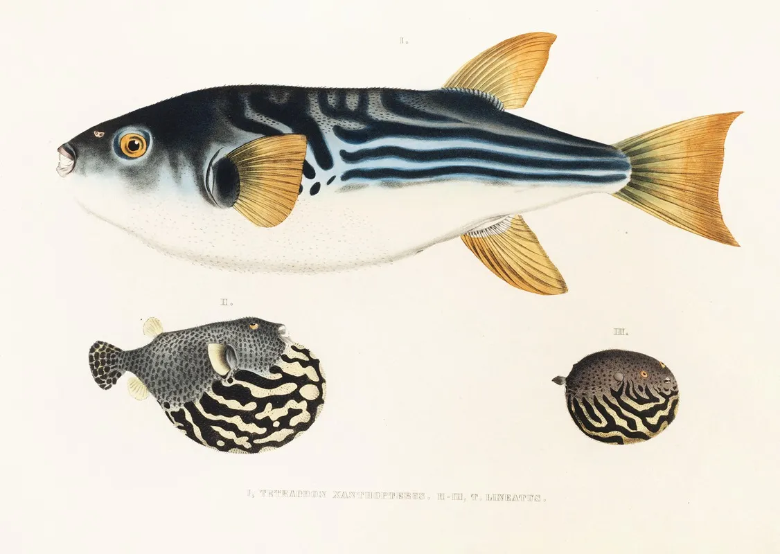 Fauna Japonica Pl 142 Wall Art by Philipp Franz Balthasar von Siebold - High-Resolution Digital Print