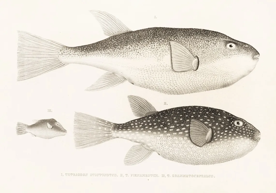 Fauna Japonica Pl 143 Wall Art by Philipp Franz Balthasar von Siebold - High-Resolution Digital Print
