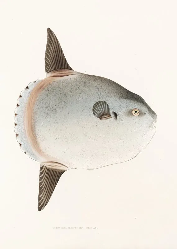 Fauna Japonica Pl 144 Wall Art by Philipp Franz Balthasar von Siebold - High-Resolution Digital Print
