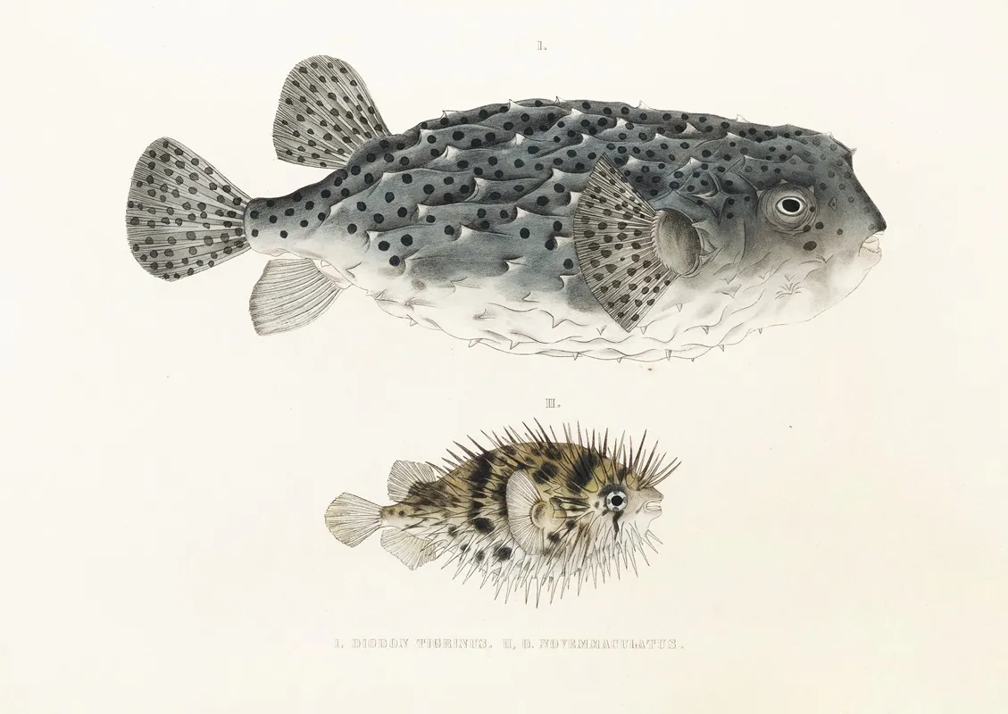 Fauna Japonica Pl 145 Wall Art by Philipp Franz Balthasar von Siebold - High-Resolution Digital Print