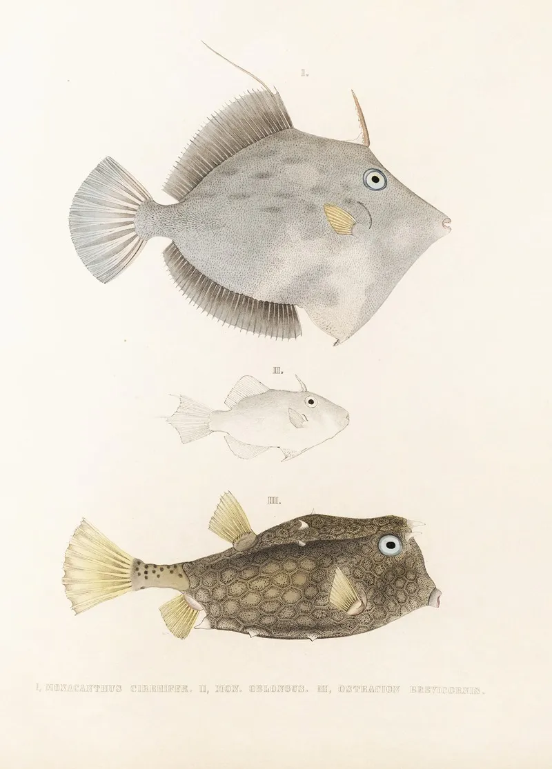Fauna Japonica Pl 147 Wall Art by Philipp Franz Balthasar von Siebold - High-Resolution Digital Print