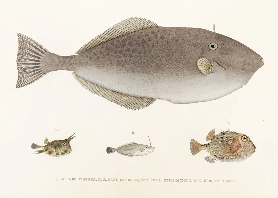 Fauna Japonica Pl 148 Wall Art by Philipp Franz Balthasar von Siebold - High-Resolution Digital Print