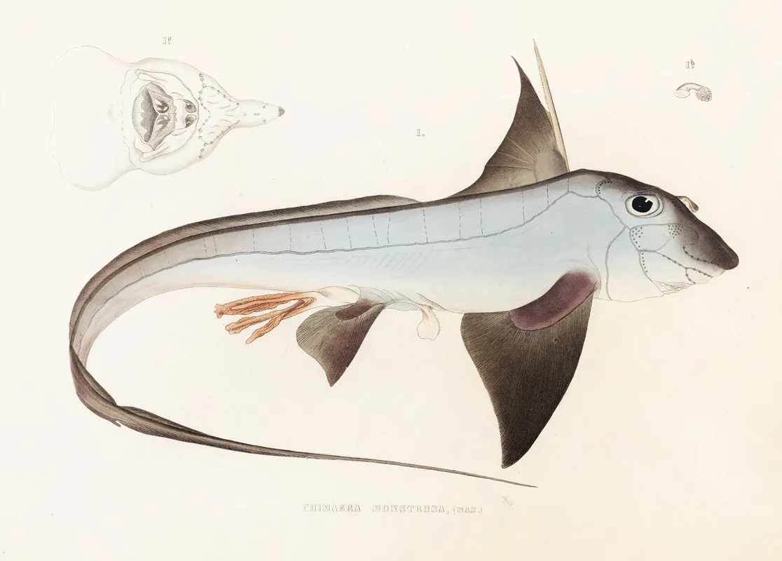 Fauna Japonica Pl 149 Wall Art by Philipp Franz Balthasar von Siebold - High-Resolution Digital Print
