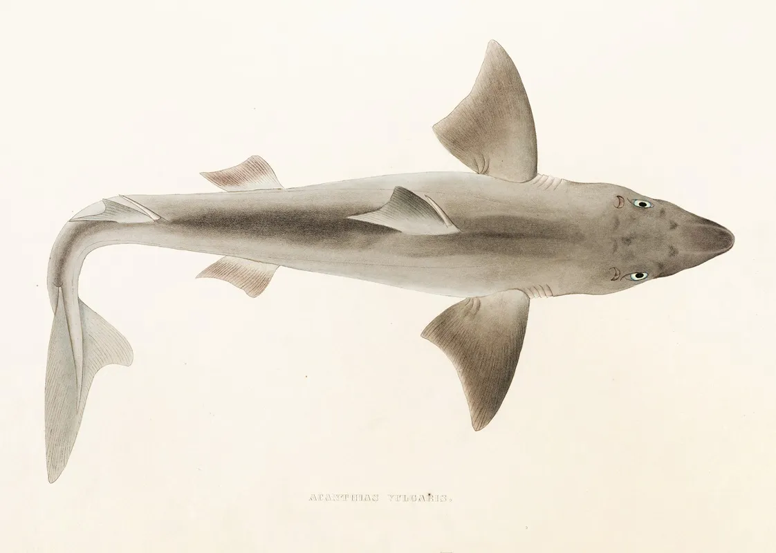 Fauna Japonica Pl 152 Wall Art by Philipp Franz Balthasar von Siebold - High-Resolution Digital Print