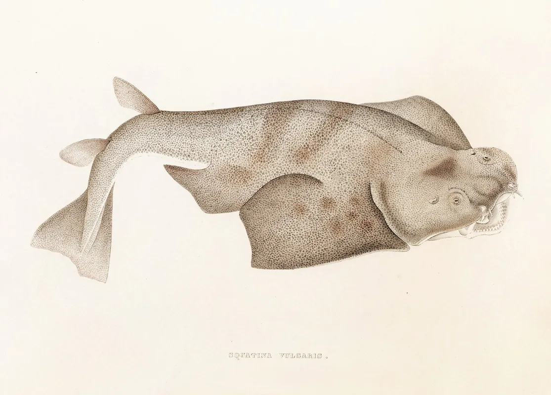 Fauna Japonica Pl 153 Wall Art by Philipp Franz Balthasar von Siebold - High-Resolution Digital Print