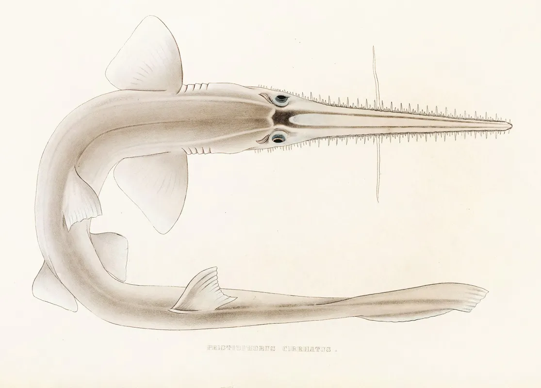 Fauna Japonica Pl 154 Wall Art by Philipp Franz Balthasar von Siebold - High-Resolution Digital Print