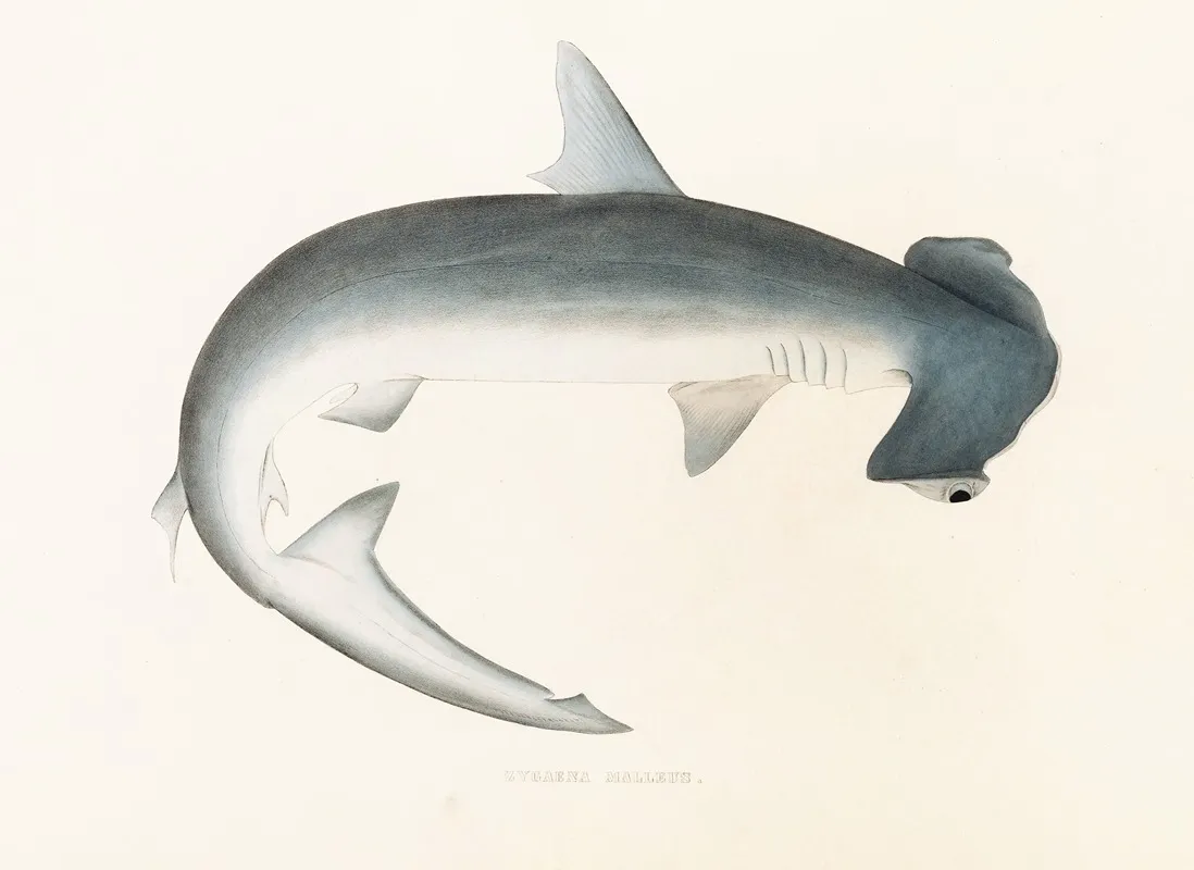 Fauna Japonica Pl 155 Wall Art by Philipp Franz Balthasar von Siebold - High-Resolution Digital Print
