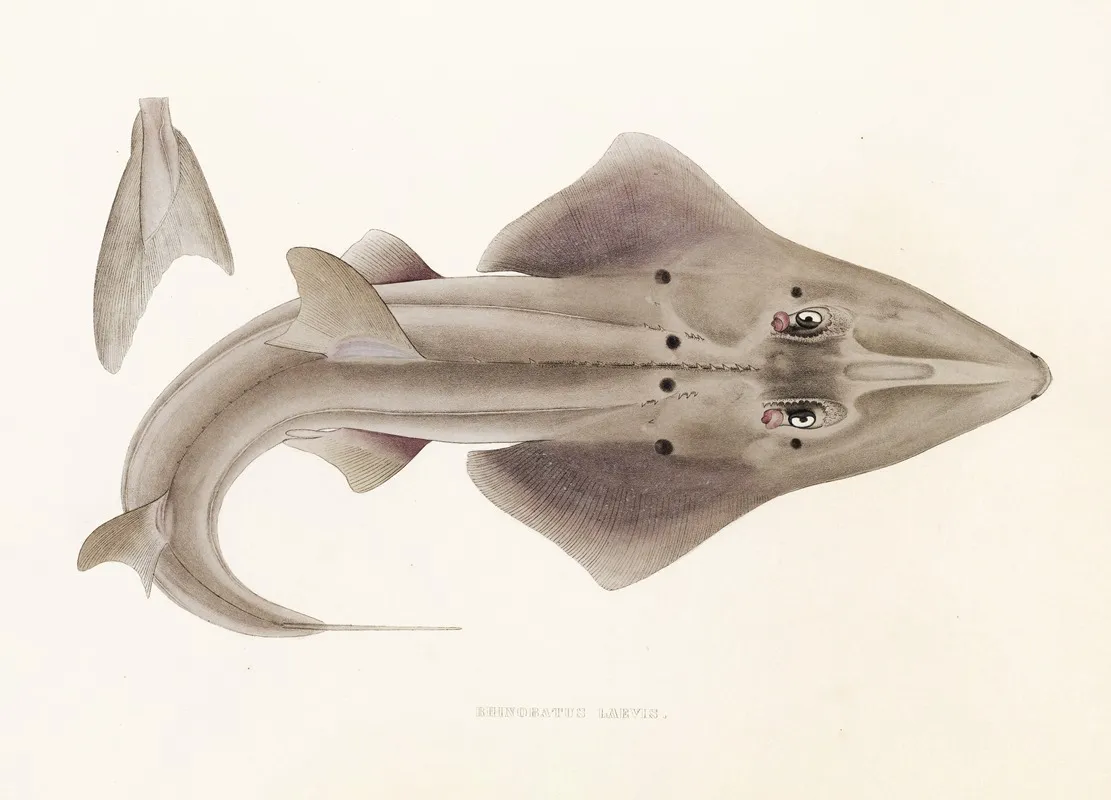 Fauna Japonica Pl 156 Wall Art by Philipp Franz Balthasar von Siebold - High-Resolution Digital Print