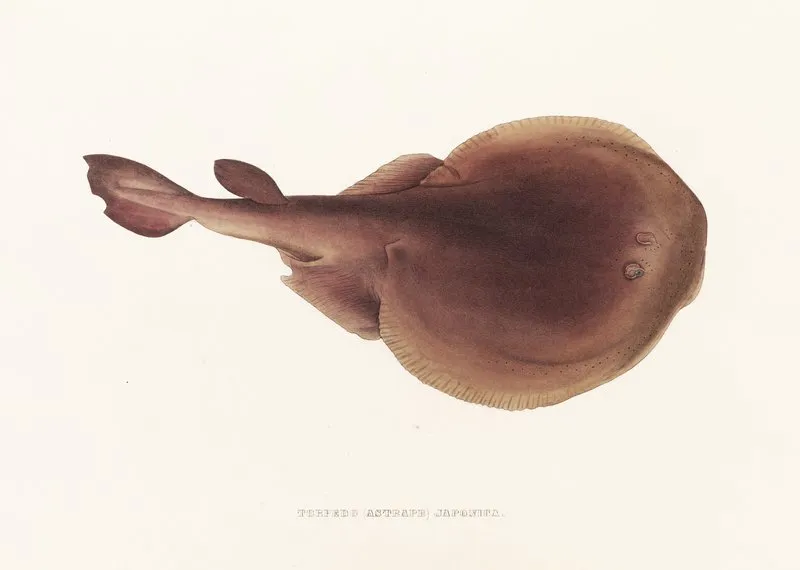 Fauna Japonica Pl 157 Wall Art by Philipp Franz Balthasar von Siebold - High-Resolution Digital Print