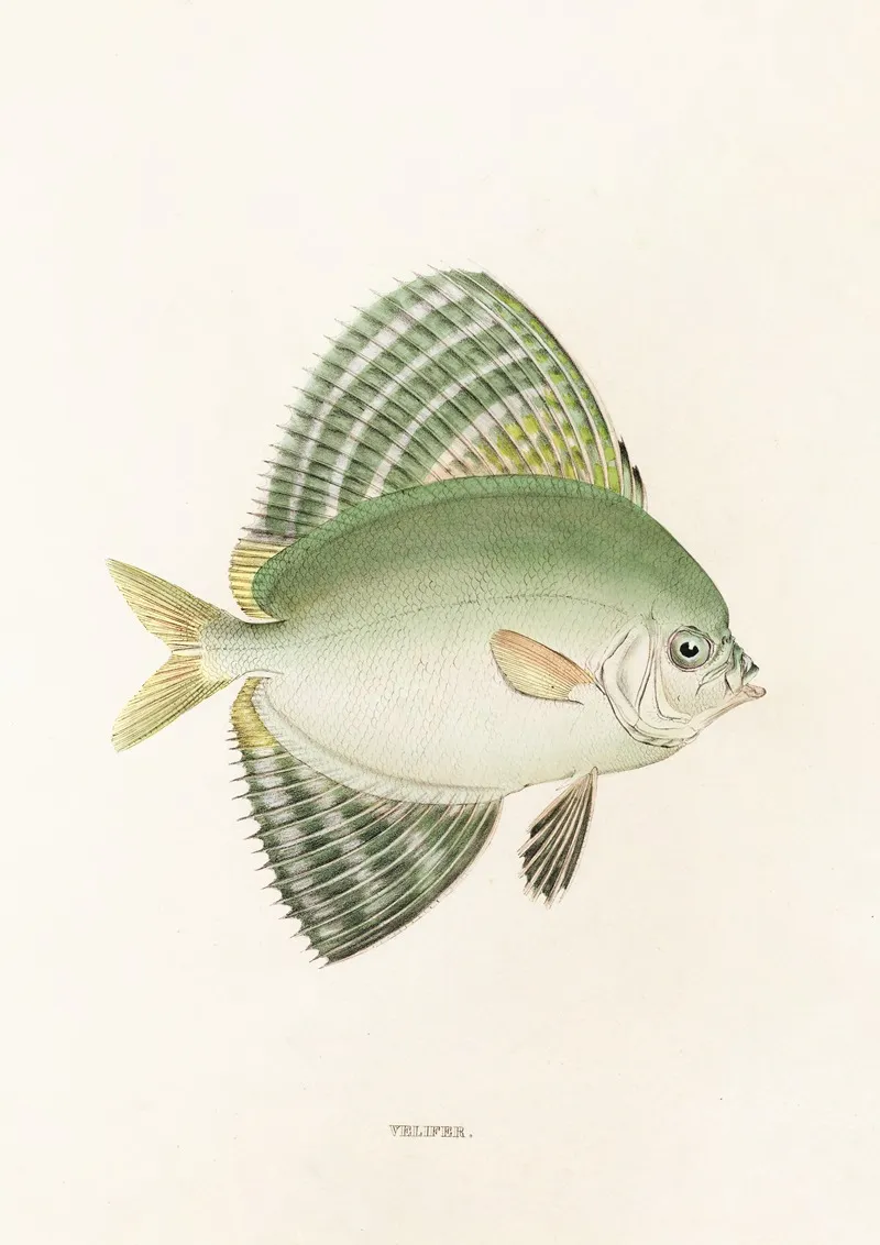Fauna Japonica Pl 161 Wall Art by Philipp Franz Balthasar von Siebold - High-Resolution Digital Print
