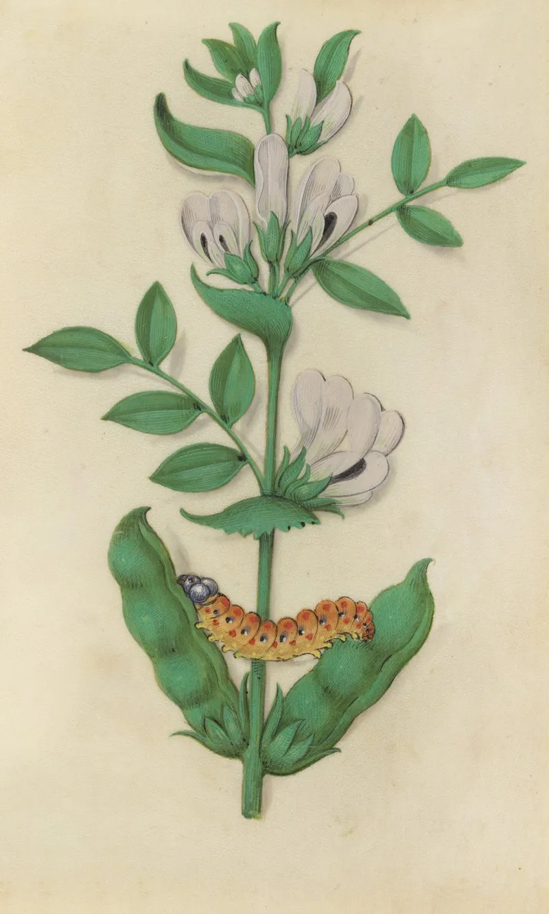 Fava Bean Fruits And Flowers Vicia Faba With A Caterpillar Wall Art by Master of Claude de France - High-Resolution Digital Print