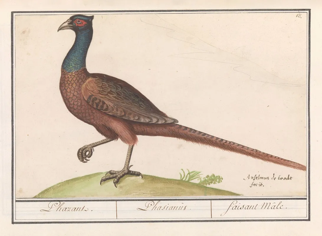 Fazant Phasianus Colchicus 2 Wall Art by Anselmus Boëtius de Boodt - High-Resolution Digital Print