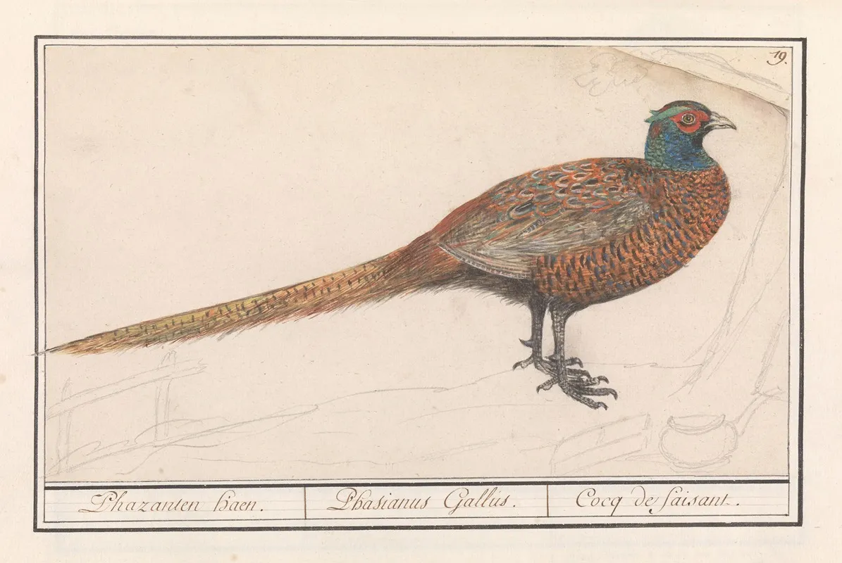 Fazant Phasianus Colchicus 3 Wall Art by Anselmus Boëtius de Boodt - High-Resolution Digital Print