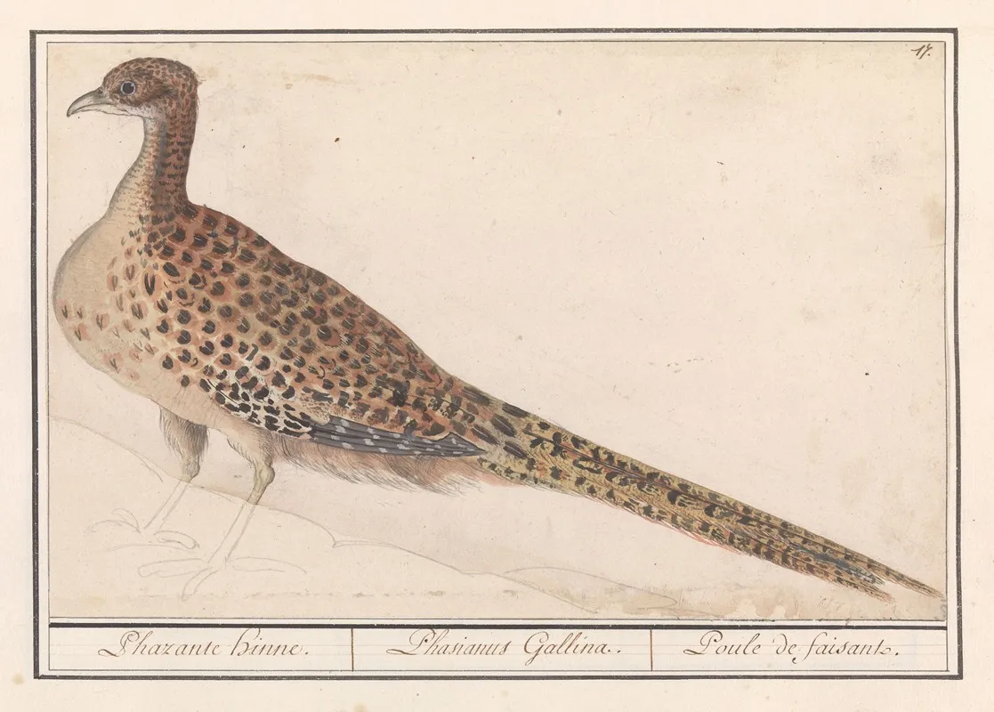 Fazant Phasianus Colchicus Wall Art by Anselmus Boëtius de Boodt - High-Resolution Digital Print