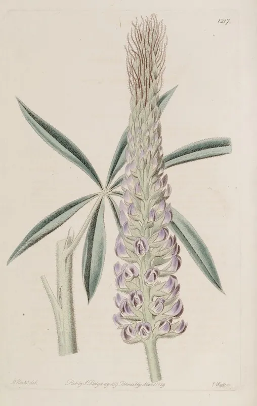 Feathery Perennial Lupine Wall Art by Sydenham Edwards - High-Resolution Digital Print