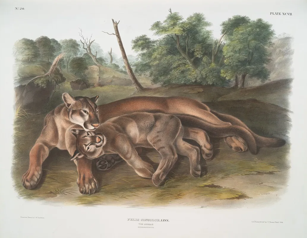 Felis Concolor The Cougar Female Young Wall Art by John Woodhouse Audubon - High-Resolution Digital Print