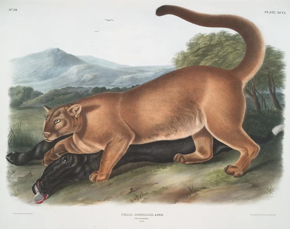 Felis Concolor The Cougar Male Wall Art by John Woodhouse Audubon - High-Resolution Digital Print