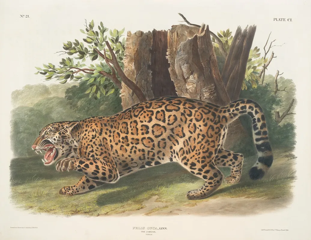 Felis Onca The Jaguar Female Wall Art by John Woodhouse Audubon - High-Resolution Digital Print