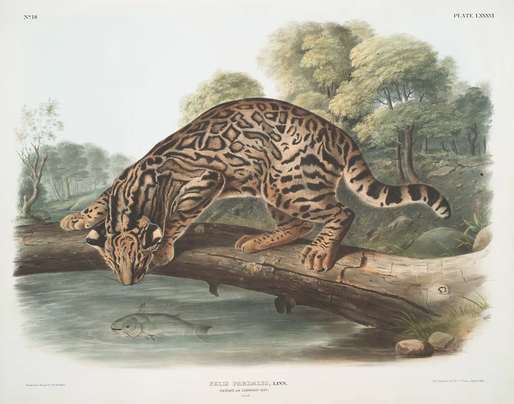 Felis Pardalis Ocelot Or Leopard Cat Male Wall Art by John Woodhouse Audubon - High-Resolution Digital Print