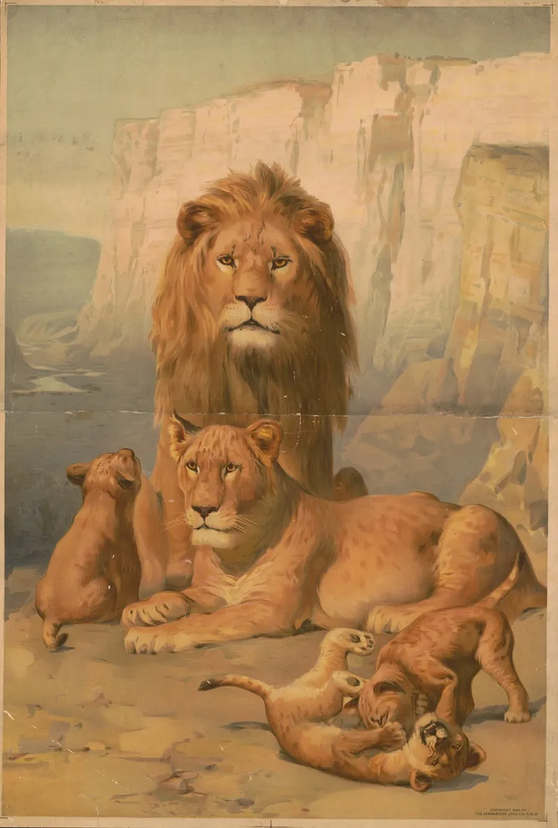 Female And Male Lions With Their Cubs