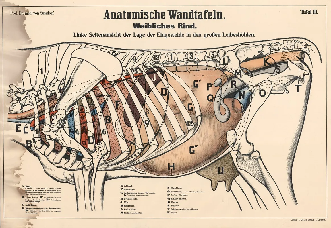 Female Bovine Left Side View Showing The Position Of The Internal Organs In The Large Abdominal Cavities Wall Art by Max von Sussdorf - High-Resolution Digital Print