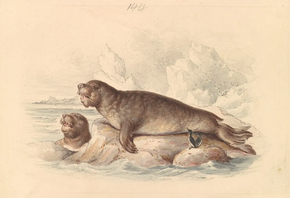 Female Elephant Seal Wall Art by James Stewart - High-Resolution Digital Print