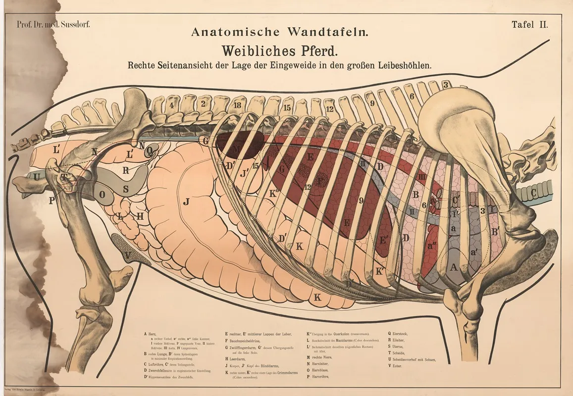 Female Horse Right Side View Showing The Position Of The Internal Organs In The Large Body Cavities Wall Art by Max von Sussdorf - High-Resolution Digital Print