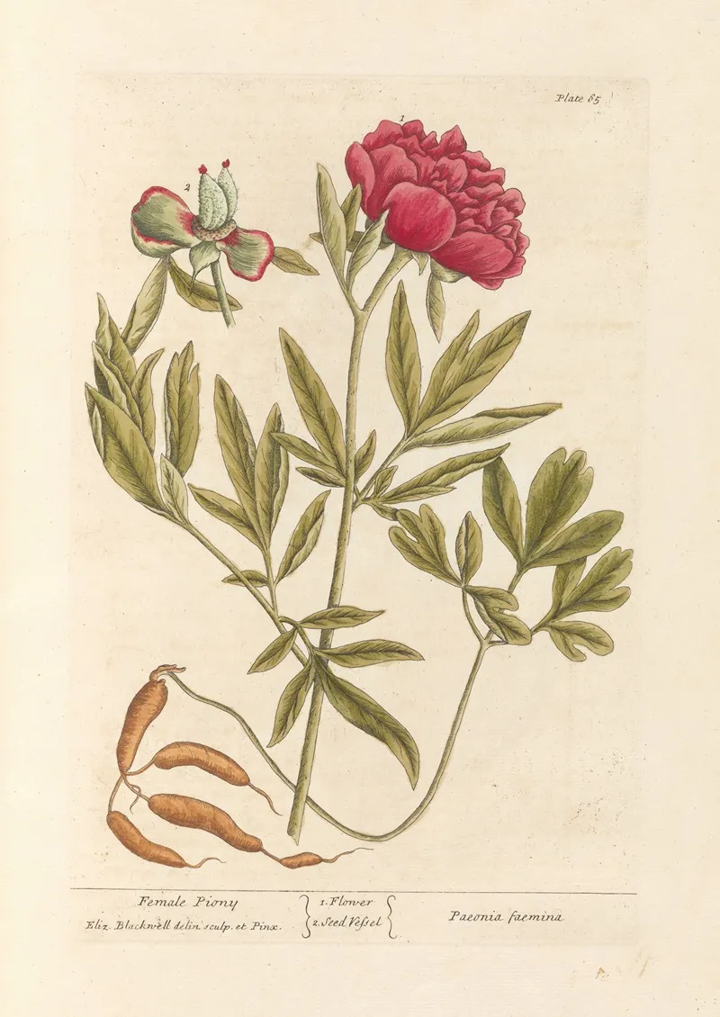 Female Piony Wall Art by Elizabeth Blackwell - High-Resolution Digital Print