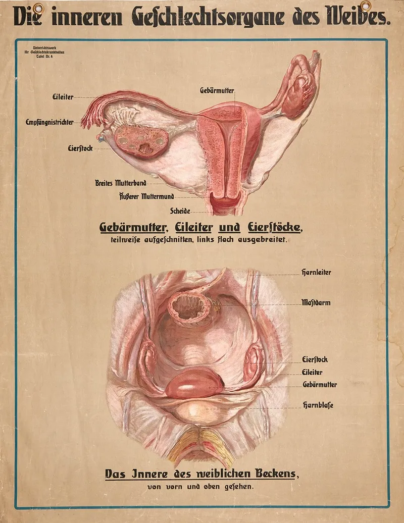 Female Reproductive Organs